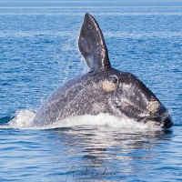 Baleine franche australe