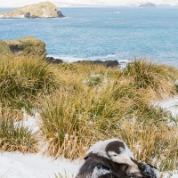Jeune albatros hurleur prêt à l'envol