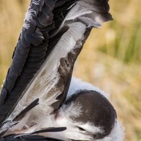 Jeune albatros hurleur prêt à l'envol