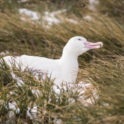Albatros hurleur adulte sur son nid