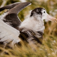 Jeune albatros hurleur prêt à l'envol
