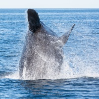 Baleine franche australe