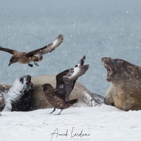 Eléphant de mer  et skua