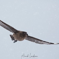 Skua