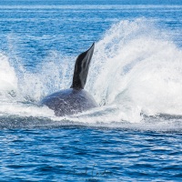 Baleine franche australe