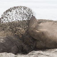 Eléphant de mer