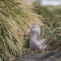 Petrel geant