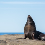 Lion de mer