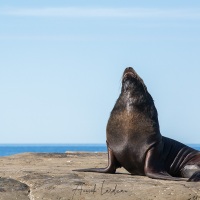 Lion de mer