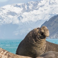 Eléphant de mer