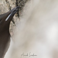 Guillemot de Bunnich