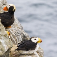 macareux cornu et huppé, Ile de Kolyuchin - Tchoukotka