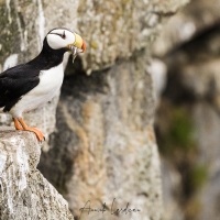 Macareux cornu, Ile de Kolyuchin - Tchoukotka