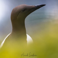 guillemot de Troil, Ile de Kolyuchin - Tchoukotka