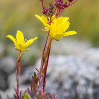 Saxifrage oeil de bouc