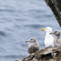 Goéland bourgmestre et ses poussins, Ile de Kolyuchin - Tchoukotka