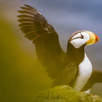 Macareux cornu, Ile de Kolyuchin - Tchoukotka