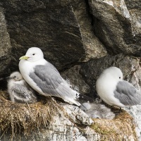 Mouette tridactyle, Ile de Kolyuchin - Tchoukotka