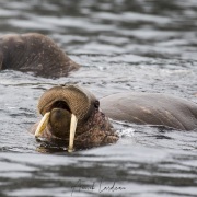 Morses, Ile de Kolyuchin - Tchoukotka