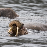 Morses, Ile de Kolyuchin - Tchoukotka