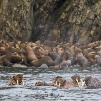 Morses, Ile de Kolyuchin - Tchoukotka