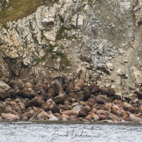 Morses, Ile de Kolyuchin - Tchoukotka