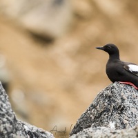 Guillemot colombin, Grande Diomède