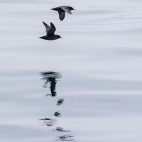 Puffin à bec grêle, Détroit de Bering