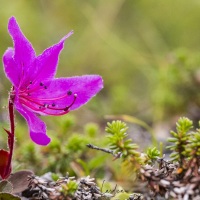 Rhododendron du Kamtchatka
