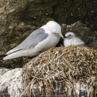 Mouette tridactyle, Grande Diomède