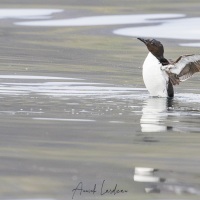 Guillemot de Brunnich