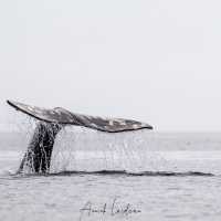 Baleine grise