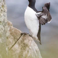 Guillemot de Bunnich, ile de Kolyuchin