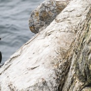 Cormoran pelagique, ile de Kolyuchin