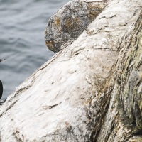 Cormoran pelagique, ile de Kolyuchin