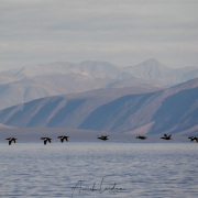 Guillemots à miroir