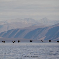 Guillemots à miroir