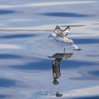 Fulmar boréal