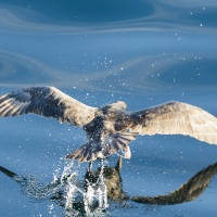 Fulmar boréal