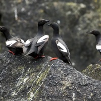 Guillemot colombin, Grande Diomède