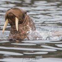 Morses, Ile de Kolyuchin - Tchoukotka