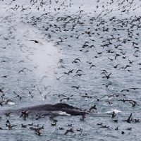 Puffin à bec grêle et baleine à bosse, Détroit de Bering