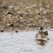 Phalarope à bec large, Baie de Kolyuchin - Tchoukotka