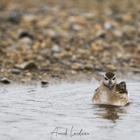 Phalarope à bec large, Baie de Kolyuchin - Tchoukotka