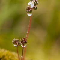 Saxifrage