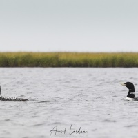 Plongeon à bec blanc, Baie de Kolyuchin - Tchoukotka