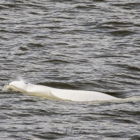 Belouga, Baie d'Anadyr, Russie