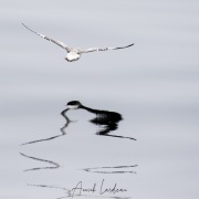 Fulmar boréal