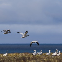 Oie des neiges, ile de Wrangel