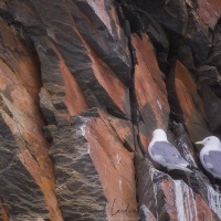 Mouettes tridactyles, ile de Wrangel